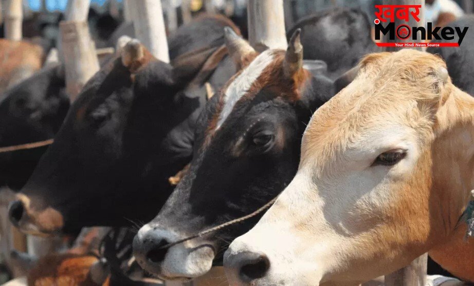 हाईकोर्ट ने कहा-बकरीद पर गाय की कुर्बानी जरूरी नहीं: बंगाल में पशु वध नोटिस पर रोक से इनकार