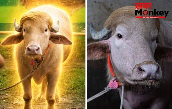 बांग्लादेश में बिक गया ‘डोनाल्ड ट्रंप’ नाम का भैंसा, कुर्बान होगा 700 किग्रा का जानवर