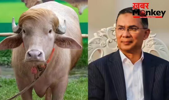 ‘डोनाल्ड ट्रंप’ भैंसे की बांग्लादेश में नहीं दी जाएगी कुर्बानी, तारिक रहमान सरकार ने लिया फैसला