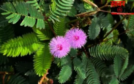 Shami Plant: कंगाल को भी मालामाल बना सकता है शमी का पौधा, बस जान लें सही दिशा और वास्तु नियम।
