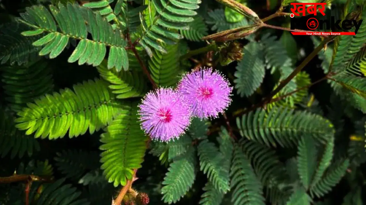 Shami Plant: कंगाल को भी मालामाल बना सकता है शमी का पौधा, बस जान लें सही दिशा और वास्तु नियम।