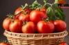 Tomato Storage Tips: टमाटर को सड़ने से बचाएंगी ये 5 आसान किचन ट्रिक्स, भयंकर गर्मी में भी दिखेंगे एकदम ताज़ा Tomato Storage Tips: टमाटर को सड़ने से बचाएंगी ये 5 आसान किचन ट्रिक्स, भयंकर गर्मी में भी दिखेंगे एकदम ताज़ा