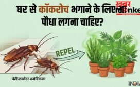 घर से कॉकरोच भगाने के लिए कौन सा पौधा लगाना चाहिए?