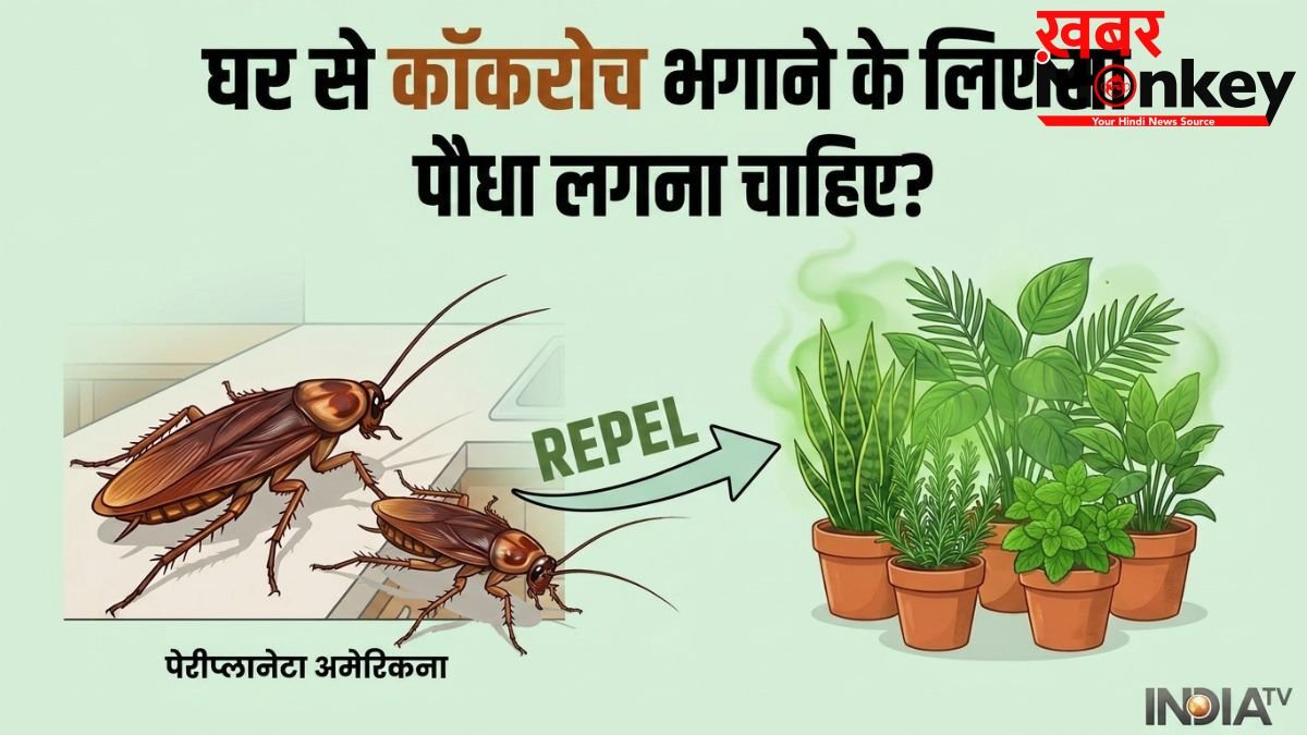 घर से कॉकरोच भगाने के लिए कौन सा पौधा लगाना चाहिए?
