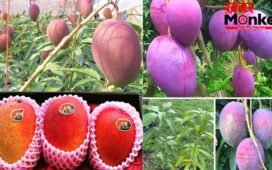 शहद से भी ज्यादा मीठा है दुनिया का सबसे महंगा आम, कीमत लाखों में, जानें इस Mango की खासियत