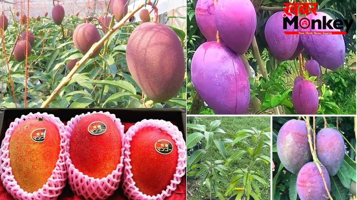 शहद से भी ज्यादा मीठा है दुनिया का सबसे महंगा आम, कीमत लाखों में, जानें इस Mango की खासियत