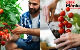 टमाटर के पौधे में डाल दें ये एक चीज, भर भर कर निकलेंगे Tomatoes