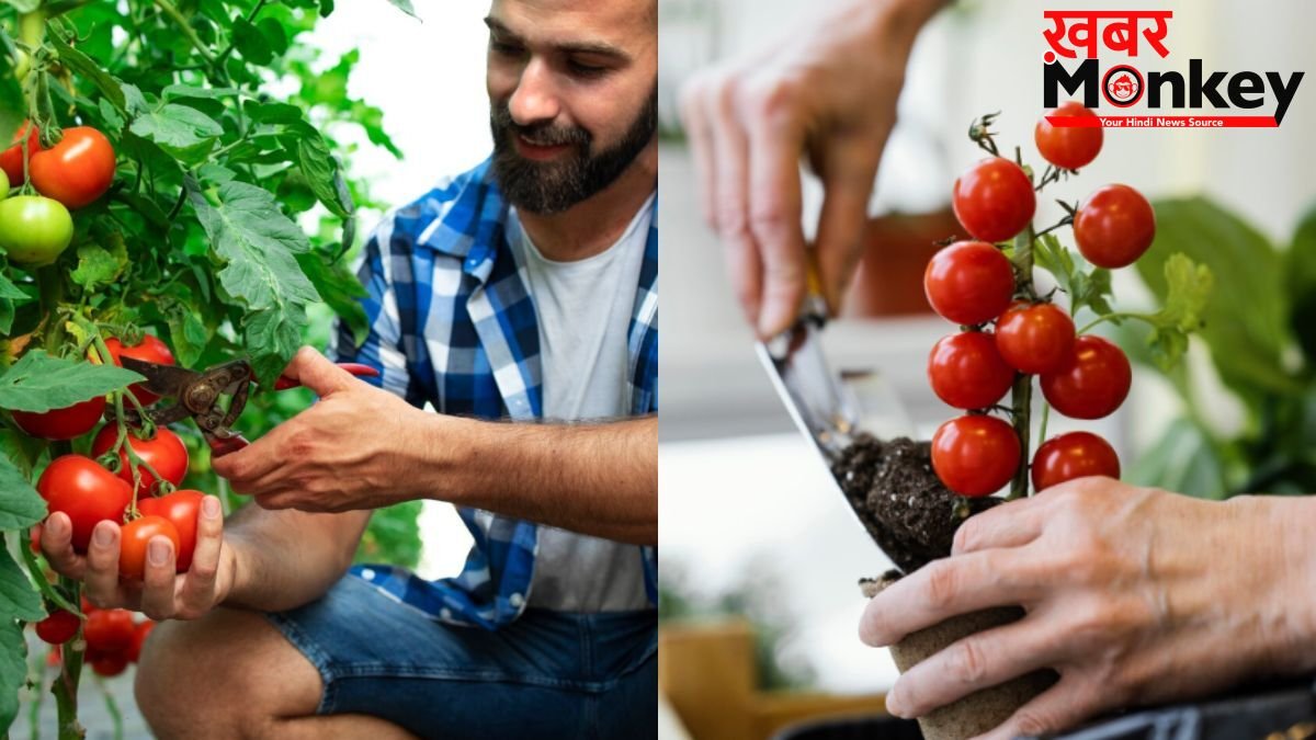 टमाटर के पौधे में डाल दें ये एक चीज, भर भर कर निकलेंगे Tomatoes