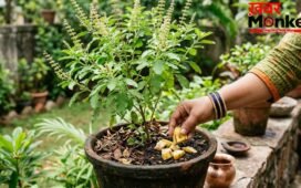 तुलसी के पौधे में केले का छिलका डालने से क्या होता है?