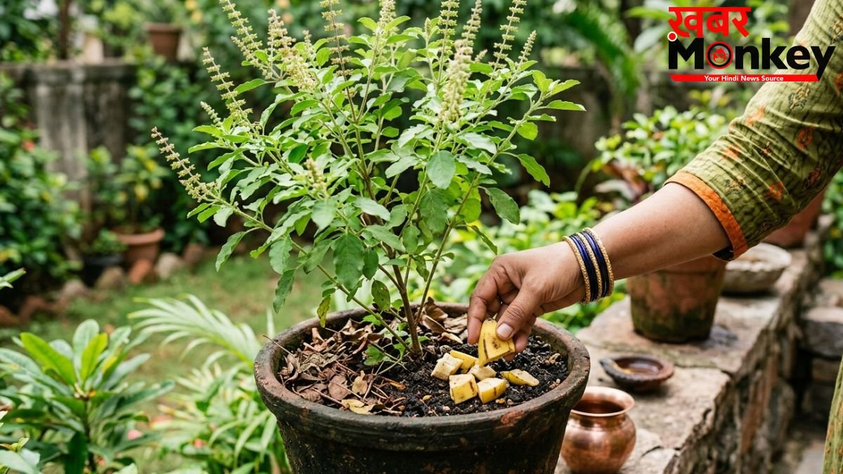 तुलसी के पौधे में केले का छिलका डालने से क्या होता है?