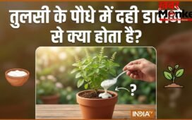 तुलसी के पौधे में दही डालने से क्या होता है? यहां जानें