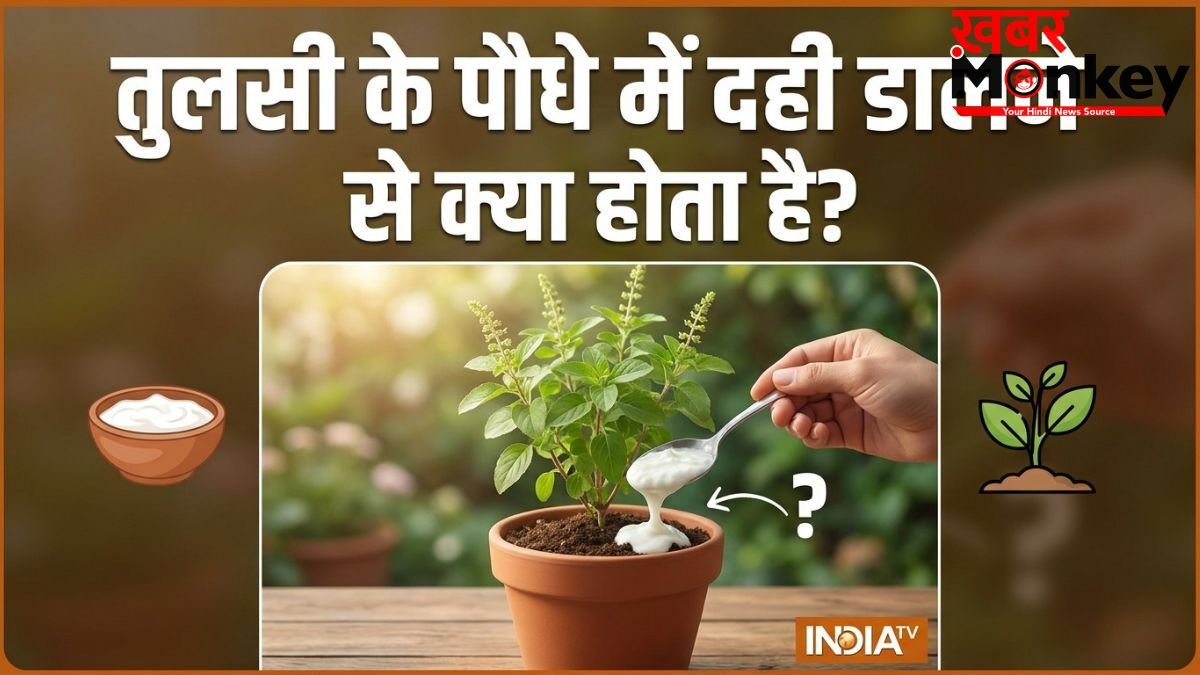 तुलसी के पौधे में दही डालने से क्या होता है? यहां जानें