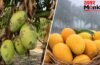 आम खाने वालों के लिए बुरी खबर… मौसम की मार से अल्फांसो की 90% फसल तबाह, निर्यात पर भी ब्रेक आम खाने वालों के लिए बुरी खबर… मौसम की मार से अल्फांसो की 90% फसल तबाह, निर्यात पर भी ब्रेक