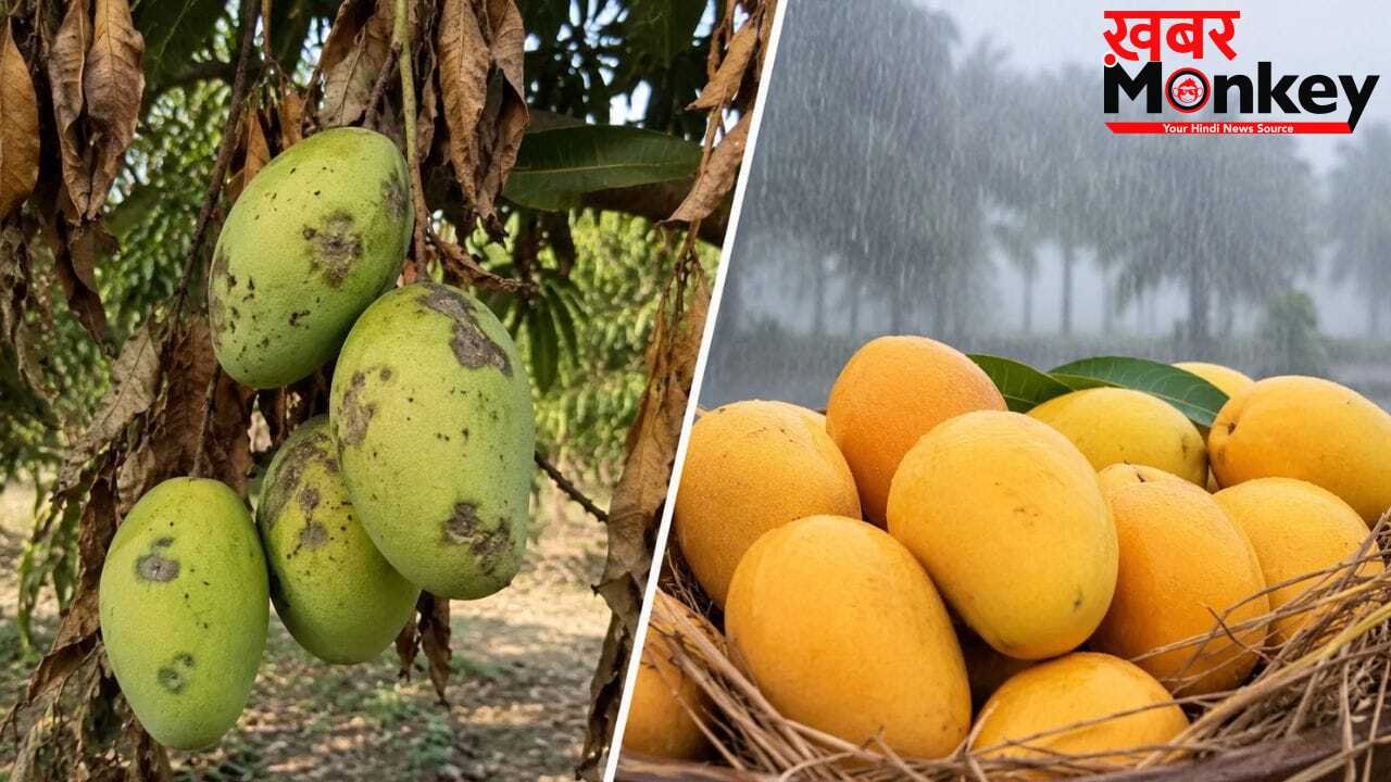 आम खाने वालों के लिए बुरी खबर… मौसम की मार से अल्फांसो की 90% फसल तबाह, निर्यात पर भी ब्रेक