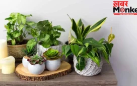 Bad Luck plants: इन पौधों की पूजा तो होती है, लेकिन घर में लगाने से बढ़ सकती हैं परेशानियां, जानें वजह