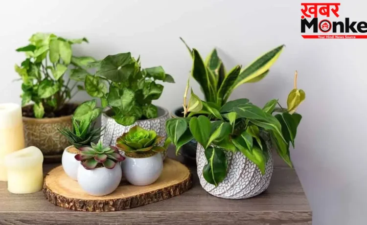 Bad Luck plants: इन पौधों की पूजा तो होती है, लेकिन घर में लगाने से बढ़ सकती हैं परेशानियां, जानें वजह