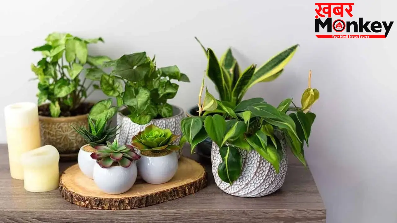Bad Luck plants: इन पौधों की पूजा तो होती है, लेकिन घर में लगाने से बढ़ सकती हैं परेशानियां, जानें वजह