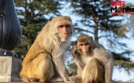 UP: बंदर की मौत पर फंस गए पूर्व विधायक, हाजी मुसर्रत अली बिट्टन पर कसा शिकंजा; कोर्ट में चार्जशीट दाखिल