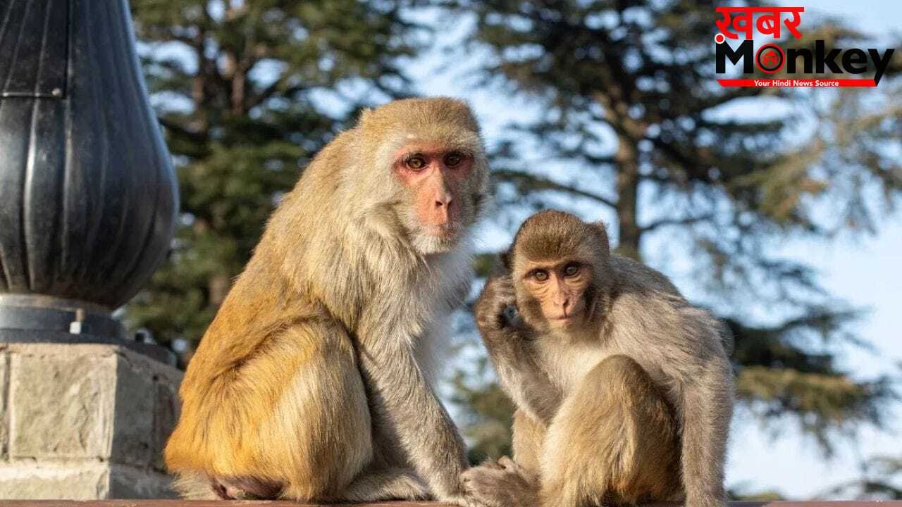 UP: बंदर की मौत पर फंस गए पूर्व विधायक, हाजी मुसर्रत अली बिट्टन पर कसा शिकंजा; कोर्ट में चार्जशीट दाखिल