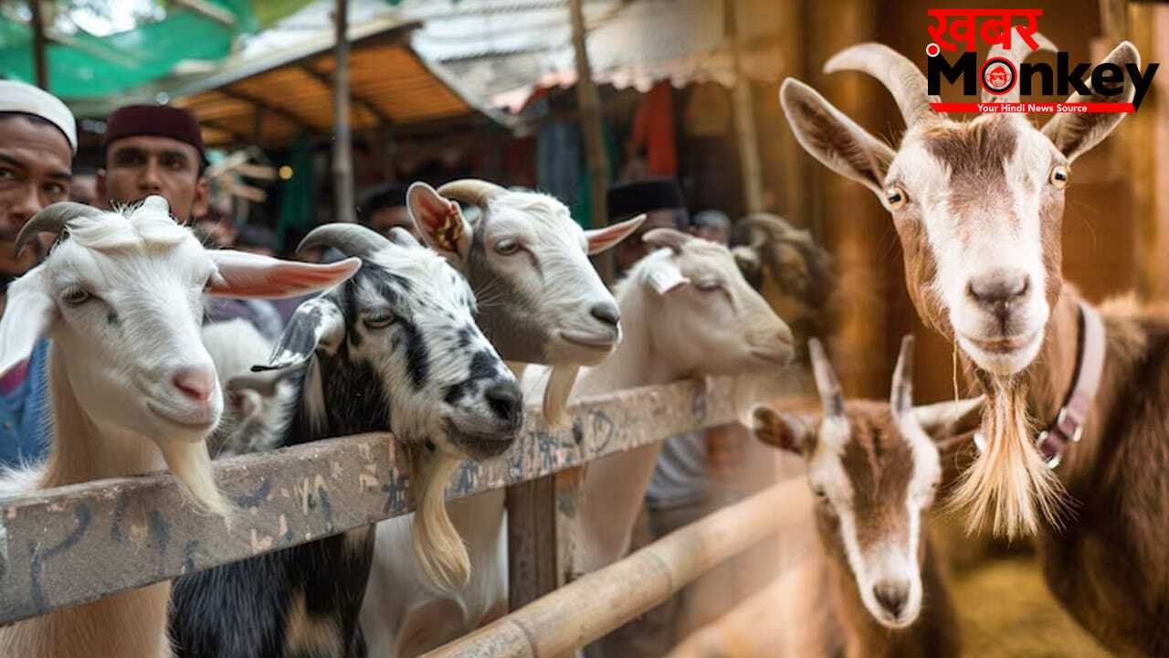बकरीद आते ही 40 फीसदी महंगे हुए बकरे, नवाबों के शहर में होता है 400 करोड़ का कारोबार