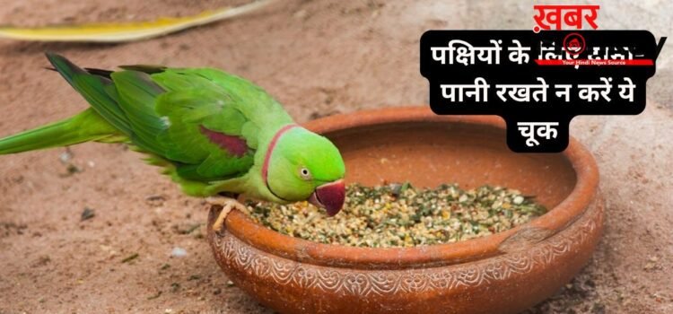 पक्षियों के लिए दाना-पानी रखते हैं? जरूर ध्यान रखें ये बातें, शनि और राहु-केतु का प्रभाव खोलेगा तरक्की के रास्ते!