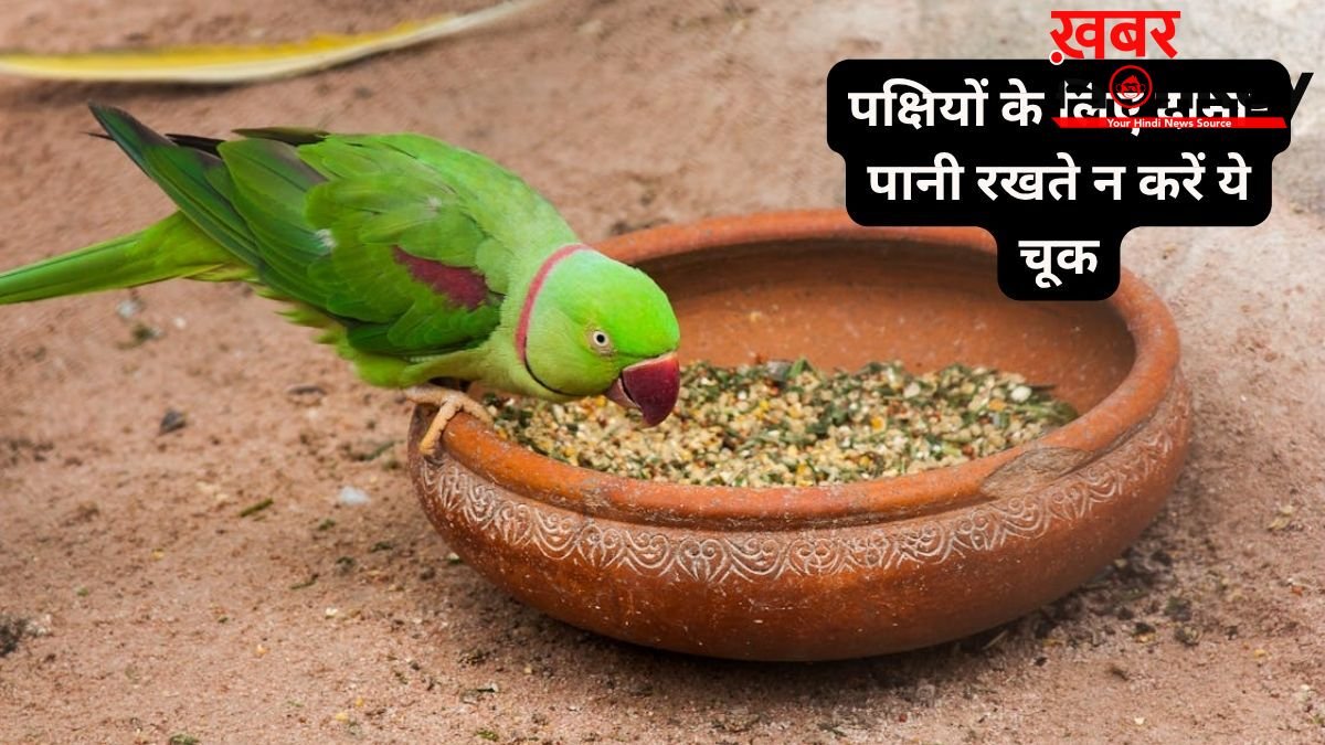 पक्षियों के लिए दाना-पानी रखते हैं? जरूर ध्यान रखें ये बातें, शनि और राहु-केतु का प्रभाव खोलेगा तरक्की के रास्ते!