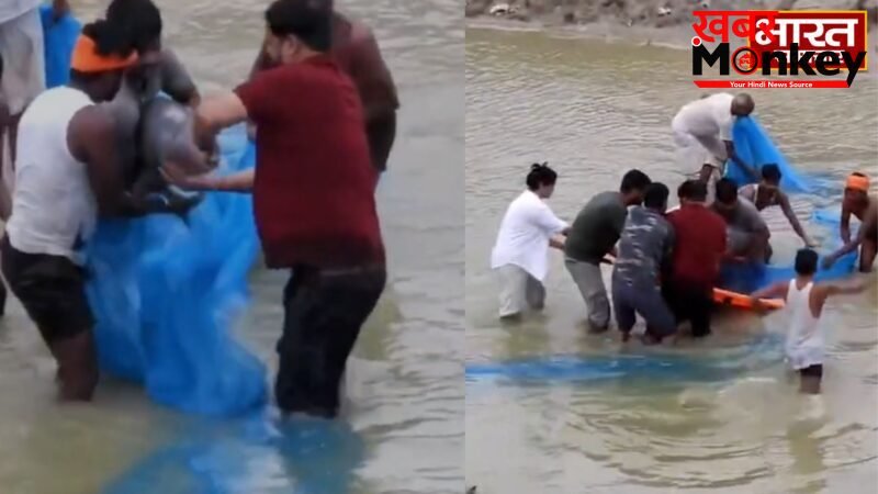 UP News: 13 घंटे के रेस्क्यू के बाद मिली वन विभाग और TSA की टीम को सफलता, डॉल्फिन को सुरक्षित निकाला बाहर…