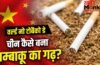 No Tobacco Day: चीन के तम्बाकू का सबसे बड़ा खरीदार देश कौन? जिससे दवा-कीटनाशक तक बना रहा