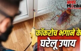 How to Get Rid of Cockroach: घर के इन हिस्सों में सबसे ज्यादा पनपते हैं कॉकरोच, इन्हें भगाने का देसी इलाज