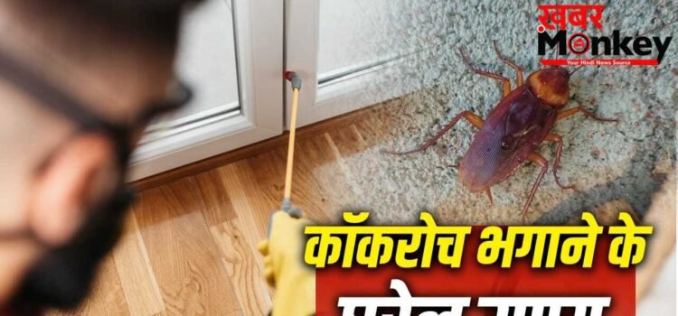 How to Get Rid of Cockroach: घर के इन हिस्सों में सबसे ज्यादा पनपते हैं कॉकरोच, इन्हें भगाने का देसी इलाज
