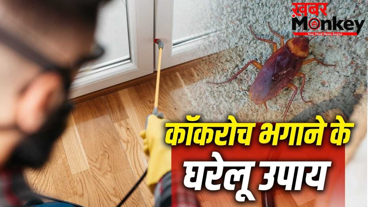 How to Get Rid of Cockroach: घर के इन हिस्सों में सबसे ज्यादा पनपते हैं कॉकरोच, इन्हें भगाने का देसी इलाज