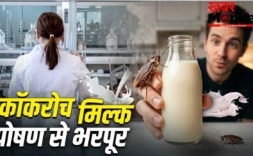 Cockroach Milk Nutrients: गाय-भैंस का दूध छोड़िए…रेड मीट से भी कई गुना ताकतवर कॉकरोच मिल्क! इतना होता है प्रोटीन