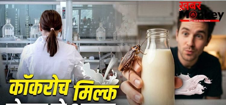 Cockroach Milk Nutrients: गाय-भैंस का दूध छोड़िए…रेड मीट से भी कई गुना ताकतवर कॉकरोच मिल्क! इतना होता है प्रोटीन