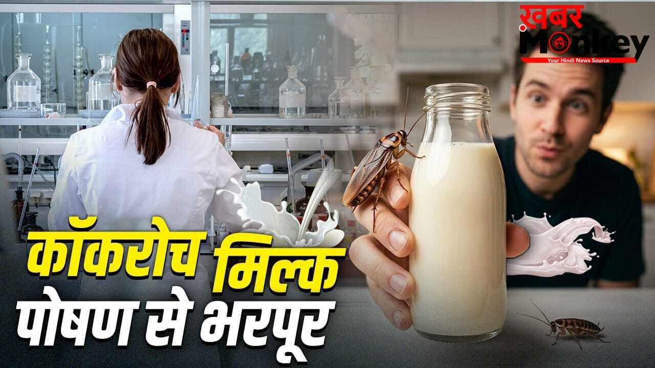 Cockroach Milk Nutrients: गाय-भैंस का दूध छोड़िए…रेड मीट से भी कई गुना ताकतवर कॉकरोच मिल्क! इतना होता है प्रोटीन