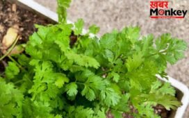 किचन गार्डन में जरूर उगाएं ये 6 प्लांट, रसोई में हर दिन काम आती हैं ये चीजें