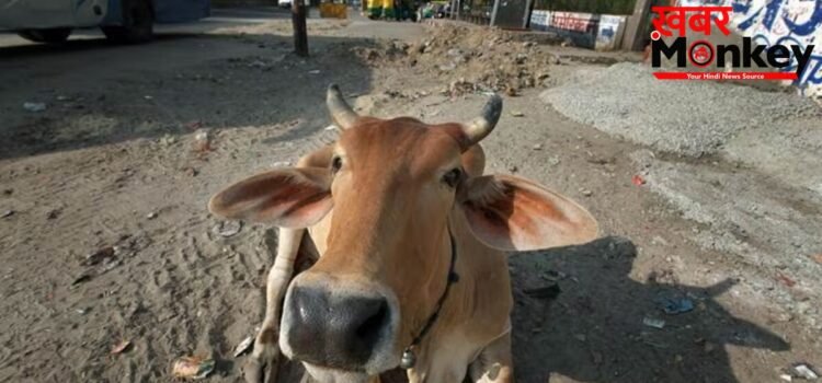 सड़क खाली होने का इंतजार करता रहा युवक, फिर गाय के साथ की ‘घिनौनी हरकत’; CCTV से खुली पोल