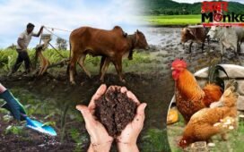 यूरिया संकट के बीच किसानों का नया जुगाड़, कचरे और पेशाब से तैयार हो रही खाद