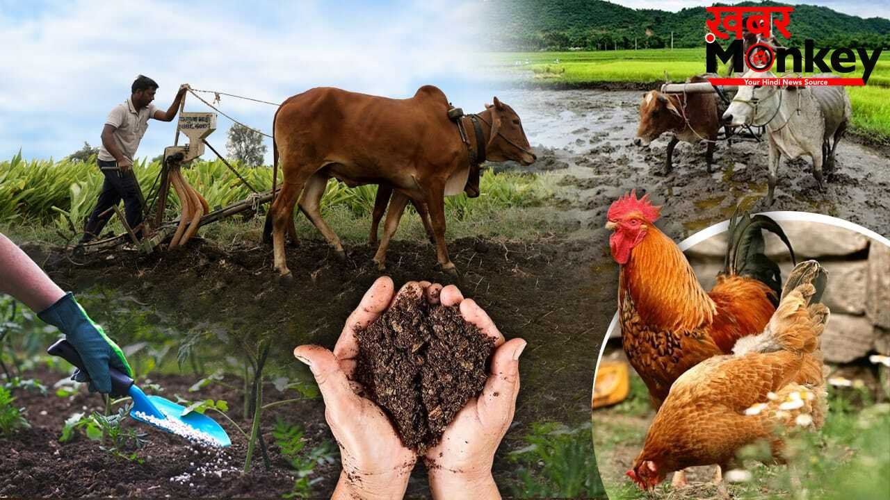 यूरिया संकट के बीच किसानों का नया जुगाड़, कचरे और पेशाब से तैयार हो रही खाद