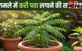 गमले में कैसे लगाएं करी पत्ता, इस ट्रिक को अपनाएं तेजी से बड़ा होगा पौधा, खाद पानी से ज्यादा इस बात का रखें ख्याल