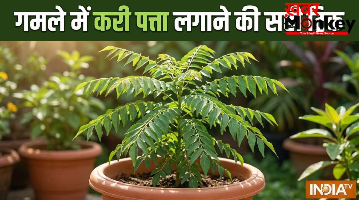 गमले में कैसे लगाएं करी पत्ता, इस ट्रिक को अपनाएं तेजी से बड़ा होगा पौधा, खाद पानी से ज्यादा इस बात का रखें ख्याल