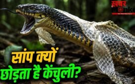Snake: क्या केंचुली उतरने के बाद सांप और खतरनाक-खूंखार हो जाता है? साल में 8 बार ऐसा होता है