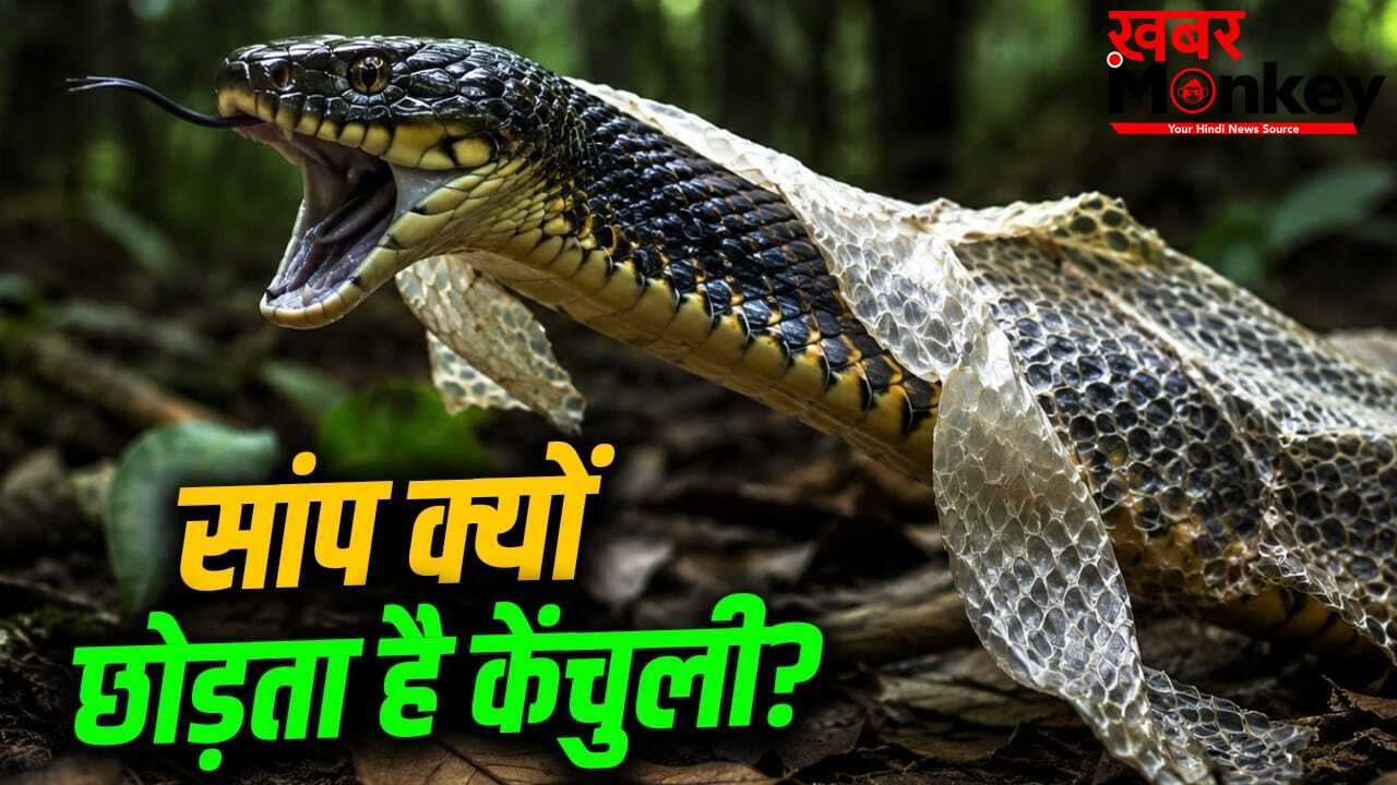 Snake: क्या केंचुली उतरने के बाद सांप और खतरनाक-खूंखार हो जाता है? साल में 8 बार ऐसा होता है