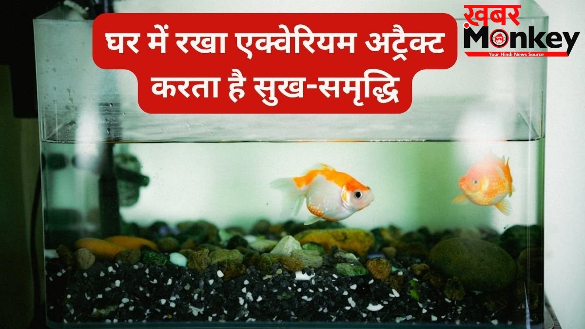 घर में सही दिशा में रखें एक्वेरियम तो खुद चलकर आता है पैसा, गलत जगह बन सकती है नुकसान, जानिए वास्तु नियम