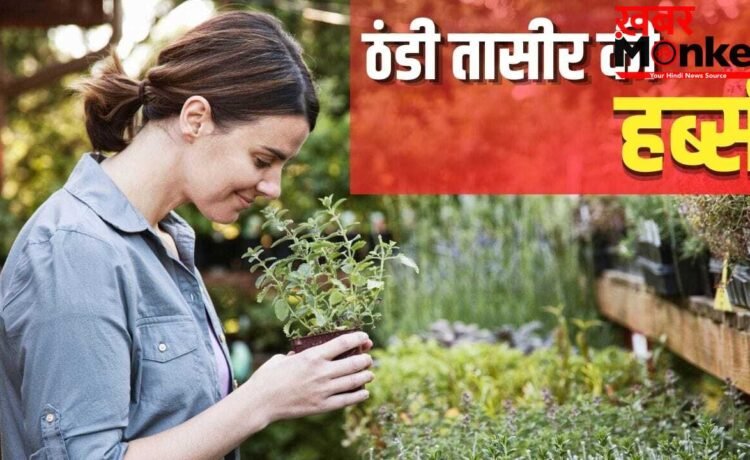 Cooling Effect Herbs: घर में उगाएं ये 4 तरह की हर्ब, खाने का बढ़ाएंगी स्वाद…शरीर भी रहेगा ठंडा Cooling Effect Herbs: घर में उगाएं ये 4 तरह की हर्ब, खाने का बढ़ाएंगी स्वाद…शरीर भी रहेगा ठंडा