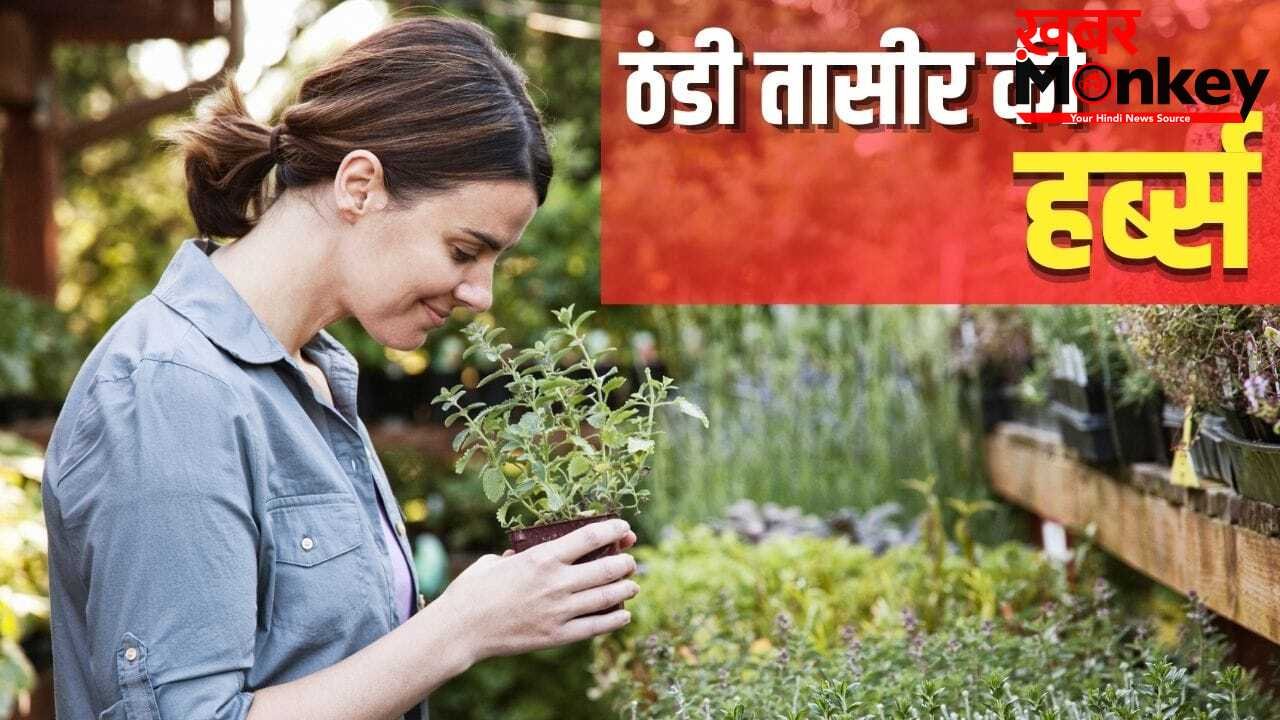 Cooling Effect Herbs: घर में उगाएं ये 4 तरह की हर्ब, खाने का बढ़ाएंगी स्वाद…शरीर भी रहेगा ठंडा