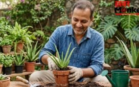 छोटे गमले में उगाएं एलोवेरा, सही देखभाल से सालों तक रख सकते हैं हरा-भरा