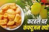 कटहल फल है या सब्जी, क्यों होती है बहस? इसका इतिहास 6 हजार साल पुराना कटहल फल है या सब्जी, क्यों होती है बहस? इसका इतिहास 6 हजार साल पुराना