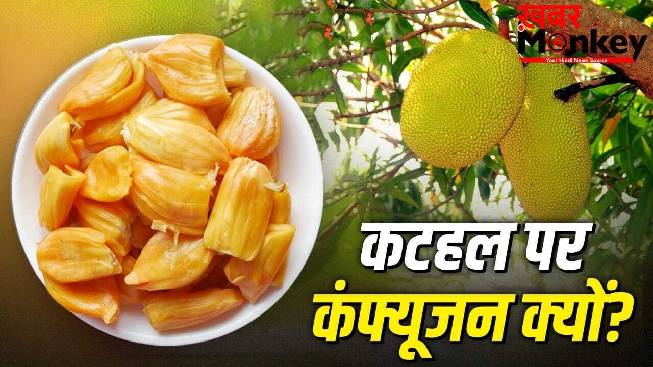 कटहल फल है या सब्जी, क्यों होती है बहस? इसका इतिहास 6 हजार साल पुराना