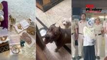 2 किलो सोना, 15 गोल्ड लोन अकाउंट, घर में पाले 15 खूंखार कुत्ते; दिल्ली की नौकरानी का खुला रहस्य