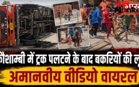 कौशाम्बी में पलटा बकरियों से भरा ट्रक, मदद की बजाय मरी और घायल बकरियों को लूटने की मची होड़